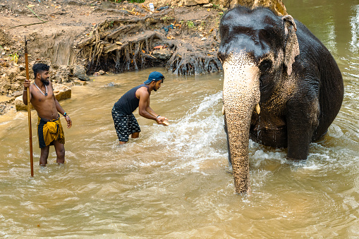 Sirigiya, Sri Lanaka - March 03, 2022: Elephant trainer washes the elephant in the river, in Sigiriya National Park. Sri Lanka.