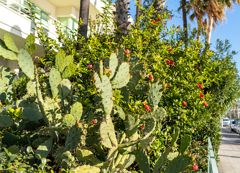 Prickly Pear Cactus with Flower Buds, Opuntia, Ficus-Indica, Indian Fig Opuntia, Barbary Fig, Cactus Pear or Spineless Cactus on Blurred Background
