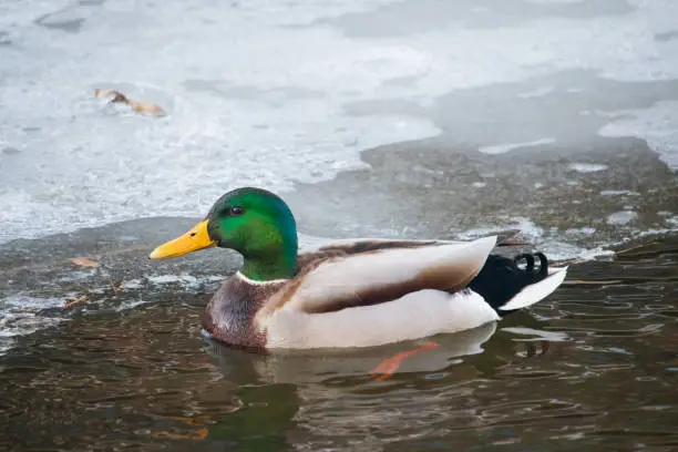 A male mallard swimming in the water of a mostly frozen river.