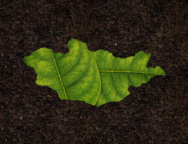 istock Mongolia map made of green leaves on soil background ecology concept 1461558489