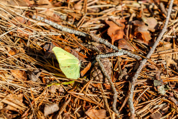 brimstone butterfly sitting on the ground a spring day - citronfjäril bildbanksfoton och bilder