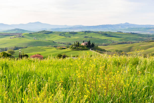istock Flowering meadow in a hilly landscape 1461559846