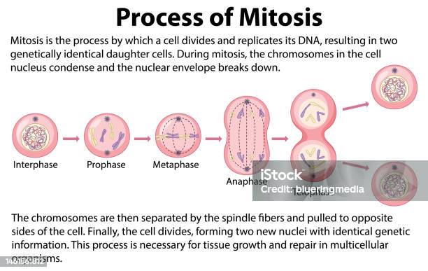 Process Of Mitosis Phases With Explanations Stock Illustration ... Biology Diagrams
