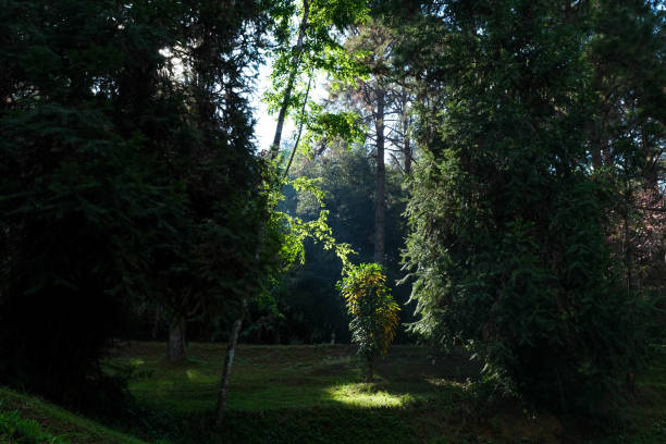 istock Sunlight through the trees in the forest. Spring nature background. 1461562903