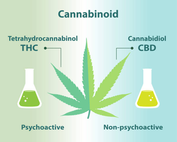The differences between cannabinoid in cannabis vector illustration. The differences between cannabinoid in cannabis vector on blue green background. Tetrahydrocannabinol (THC) is psychoactive and intoxicating, Cannabidiol (CBD) is non-psycoactive and popular for its medicinal benefits. thc stock illustrations