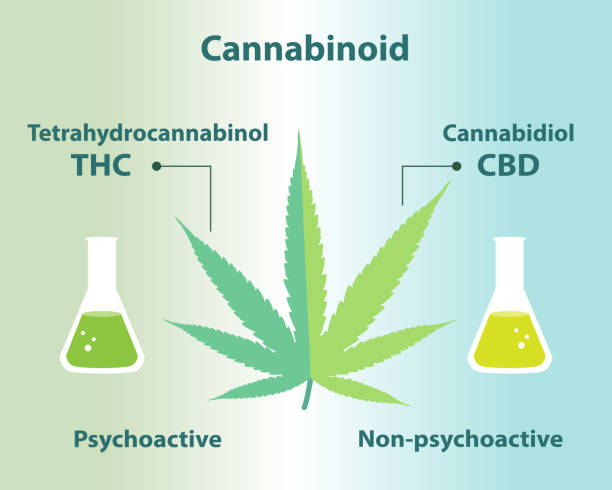 The differences between cannabinoid in cannabis vector illustration. The differences between cannabinoid in cannabis vector on blue green background. Tetrahydrocannabinol (THC) is psychoactive and intoxicating, Cannabidiol (CBD) is non-psycoactive and popular for its medicinal benefits. medical marijuana stock illustrations