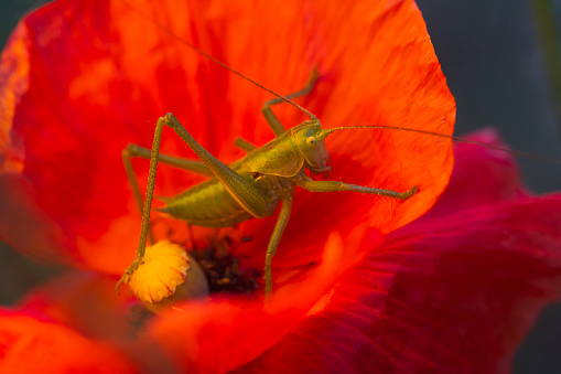 green grasshopper sits on a red poppy , bright shots