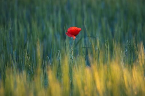 lonely red poppy in a wheat field , bright shots