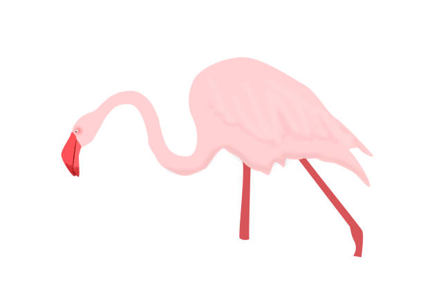istock Pink flamingo drawn and isolated on a white background. 1461565494