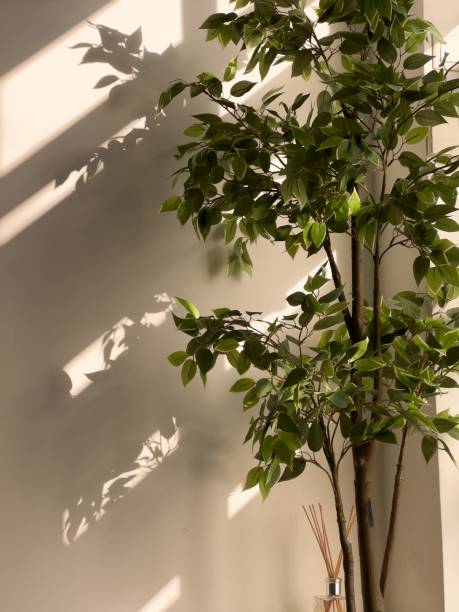 istock Vertical shot of a house plant covered with sunlight 1461565982