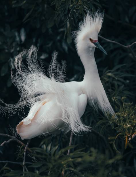 istock Vertical shot of a beautiful white egret 1461566134