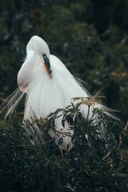 istock Vertical shot of a beautiful white egret 1461566146