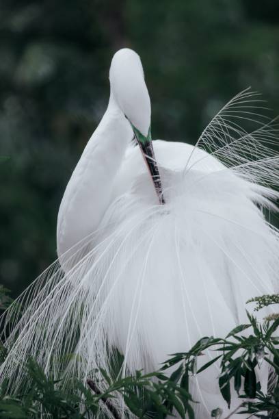 istock Vertical shot of a beautiful white egret 1461566148
