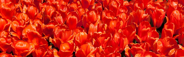 A panoramic view of a foliage field of red tulip flowers