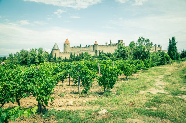 istock Vineyards in Carcassonne France 1461566330