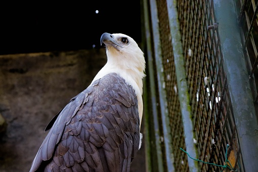 A closeup shot of an eagle in its habitat