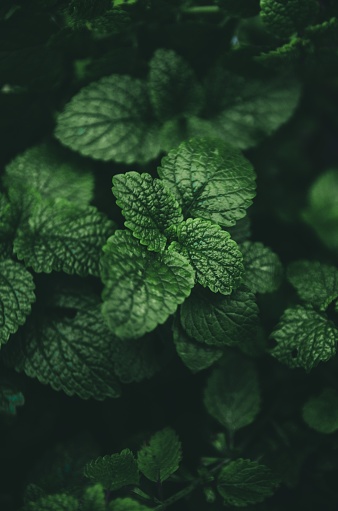 A close up of fresh lemon balm plant leaves - perfect for wallpapers