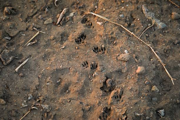 istock Closeup of bird claw prints on the sand 1461567048