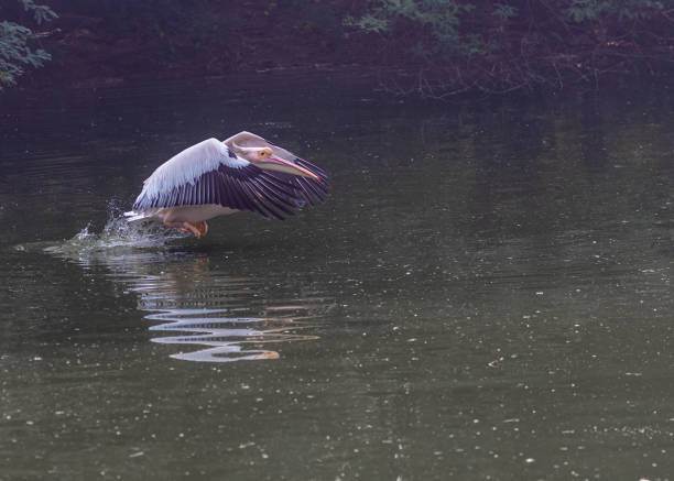 A pink pelican taking off to fly over a lake