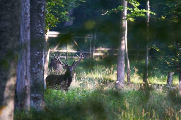 istock Deer standing in field with trees 1461567223