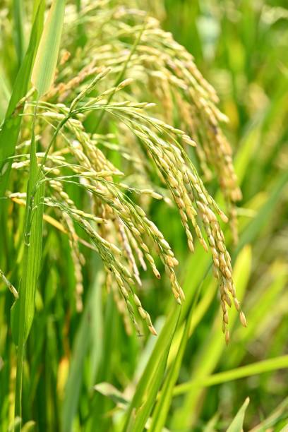 istock Closeup of growing rice grain 1461567323