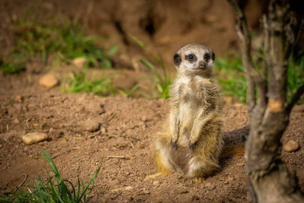 Closeup of a Meerkat sitting on top of a triangular stone