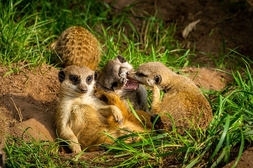 Animal themes: two young Meerkats kissing in front of a tree stump.