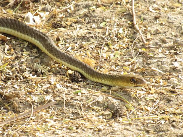 istock Striped whipsnake slithering on twigs and branches on the ground 1461567413