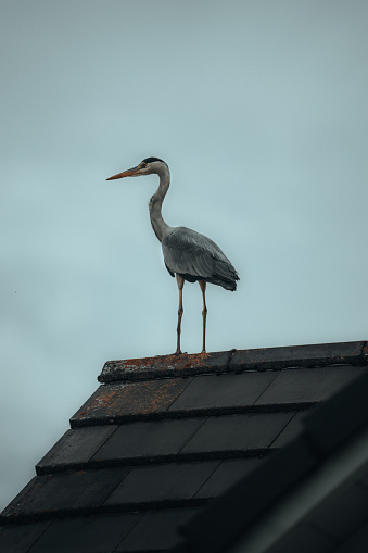 A vertical shot of a grey heron (Ardea cinerea) on the roof