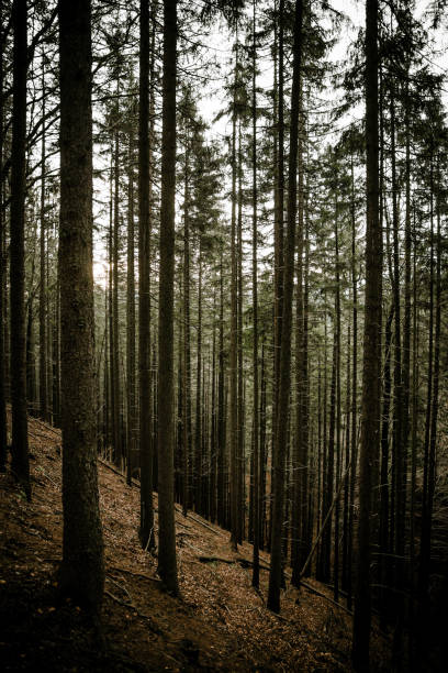 istock Vertical shot of tall trees on the hillside in the forest 1461567566