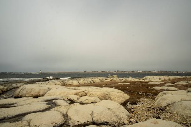 istock Thrombolites on the seashore in Newfoundland, Canada 1461567644