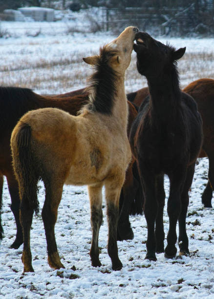 close up of playing foals on frozen field in Weissbach in the forest of Odes in Baden in Germany at 01/31/2023 in wintertime