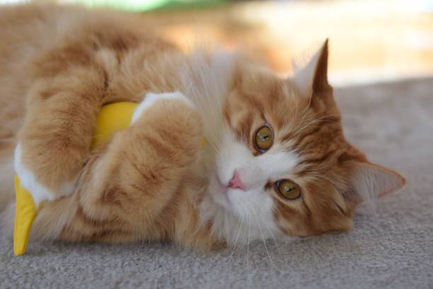 istock Cat holding toy and lying on side 1461567748