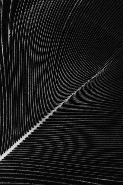 istock Grayscale macro shot of a feather isolated on a black background 1461567830