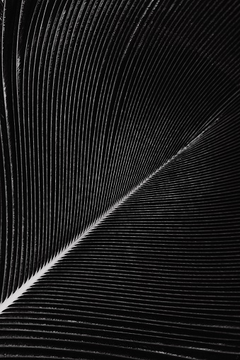 A grayscale macro shot of a feather isolated on a black background