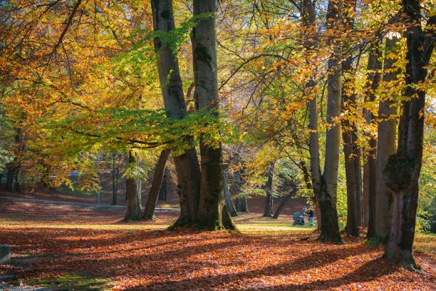 istock Autumn view in a park in Munich 1461568605