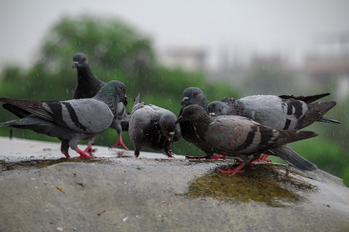 The wild pigeons perched on the wet rock at the rain