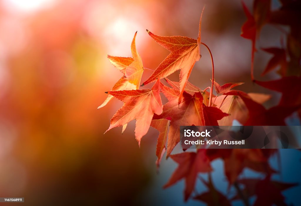 Afternoon Sycamore Leaves Afternoon Sycamore Leaves in Ojai, California Autumn Stock Photo