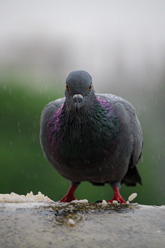 A vertical closeup of a Feral pigeon, Columba livia domestica getting wet from the rain drops