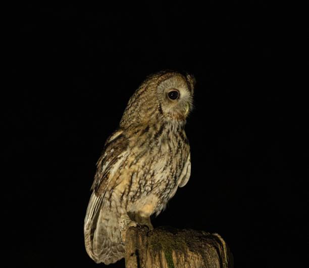 istock Tawny owl or brown owl (Strix aluco) against a dark background 1461569063