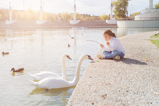 Caucasian girl feeding two swans in a lake. Lifestyle concept.