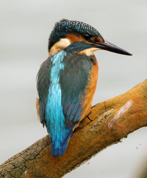 istock Portrait of a Common Kingfisher (Alcedo atthis) perched on a tree branch 1461569344