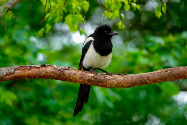 istock Closeup of an Eurasian magpie on a tree branch 1461569395
