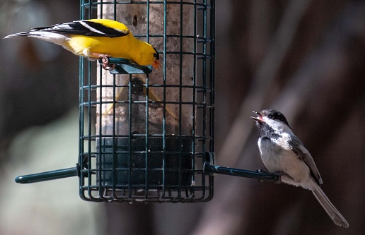 A closeup of a black-capped chickadee with an American goldfinch on a bird feeder.