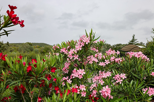 Beautiful small Oleander flowers. a poisonous evergreen  shrub that is widely grown in warm countries for its clusters of white, pink, or red flowers.