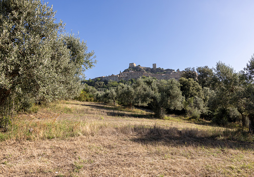 Old olive groves on a hillside in Montemassi in the province of Grosseto. Tuscany. Italy