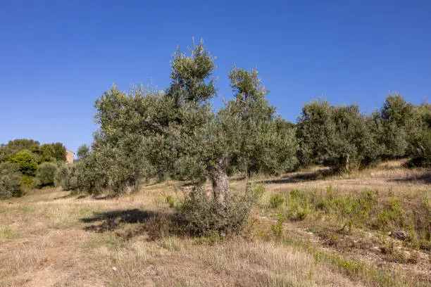 Photo of Old olive groves on a hillside in Montemassi. Italy