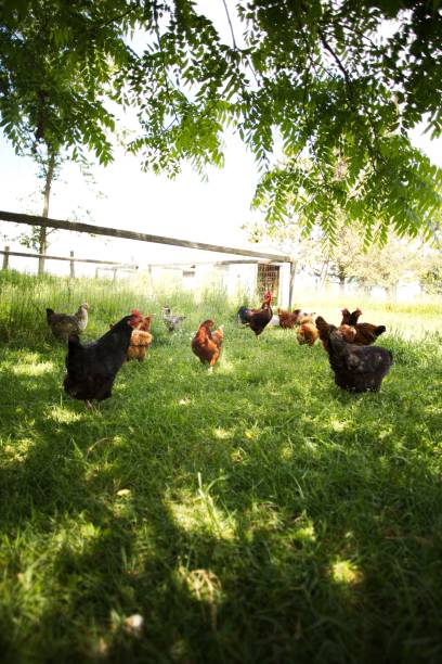istock Vertical shot of chickens feeding on lush green grass in sunlight 1461569982