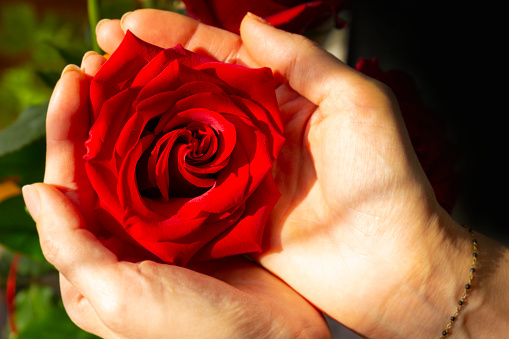 A closeup shot of a red rose and female hands, a symbol of love and care