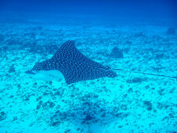 istock Manta Ray with outstretched fins 1461570992